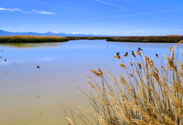 Spring runoff update